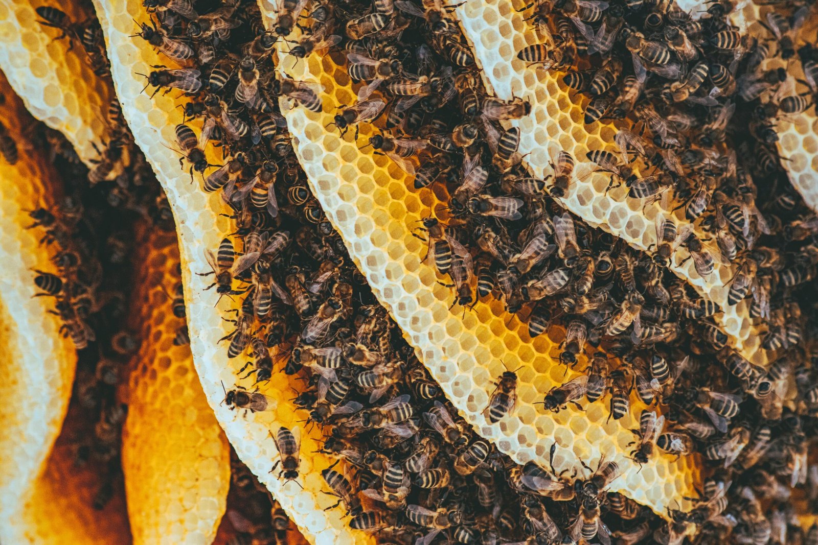 pexels-ionelceban-3194327