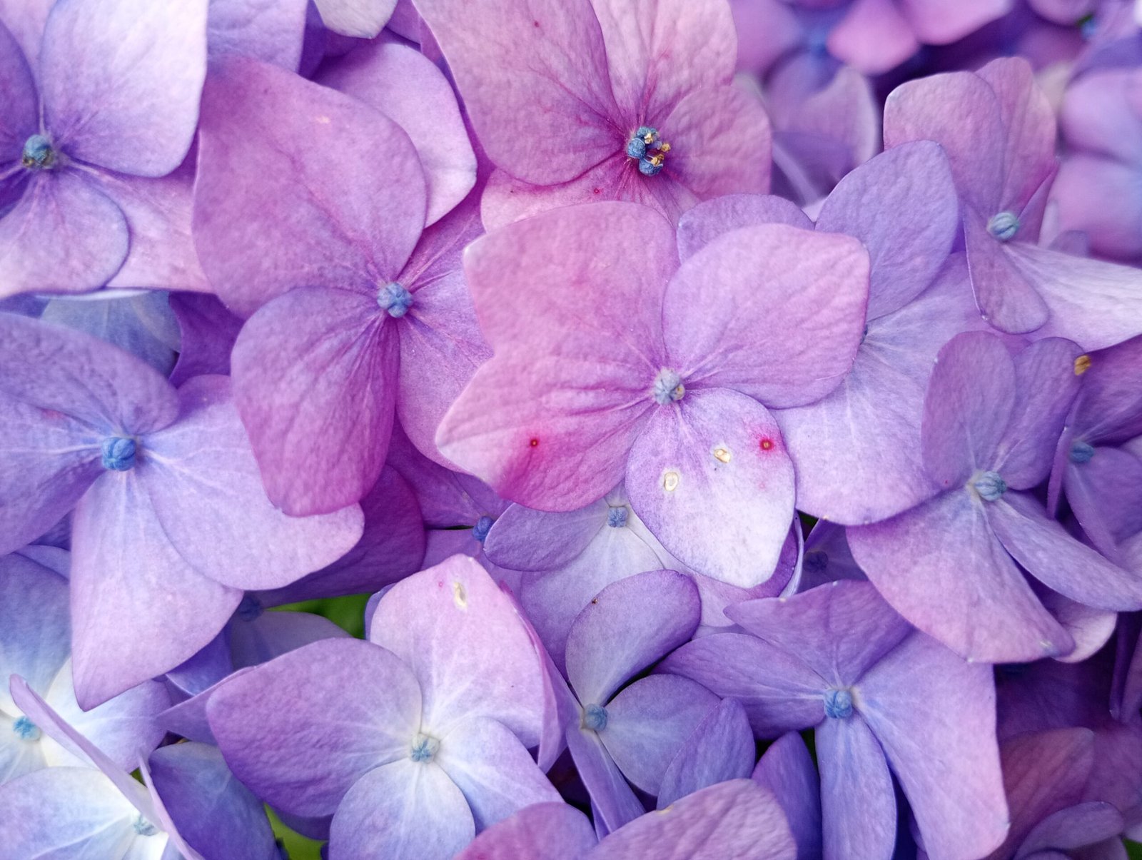 Tónico Para la Cara