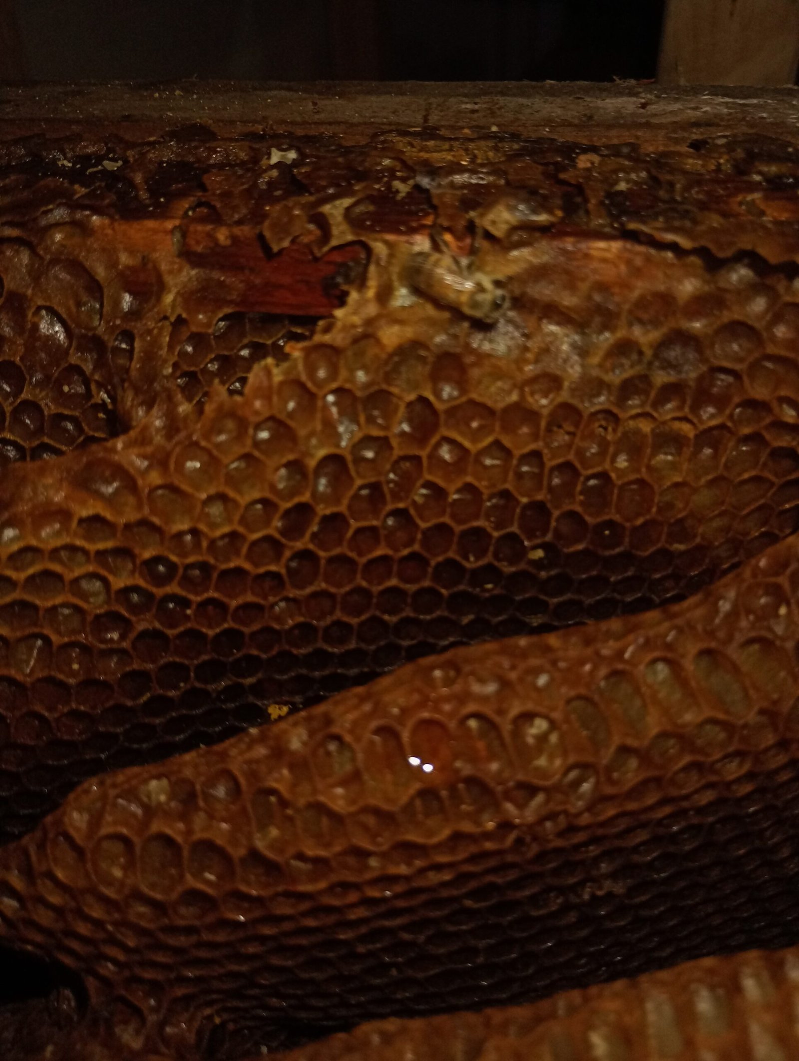 Velas de Cera de Abeja Caja de Cristal - Image 2