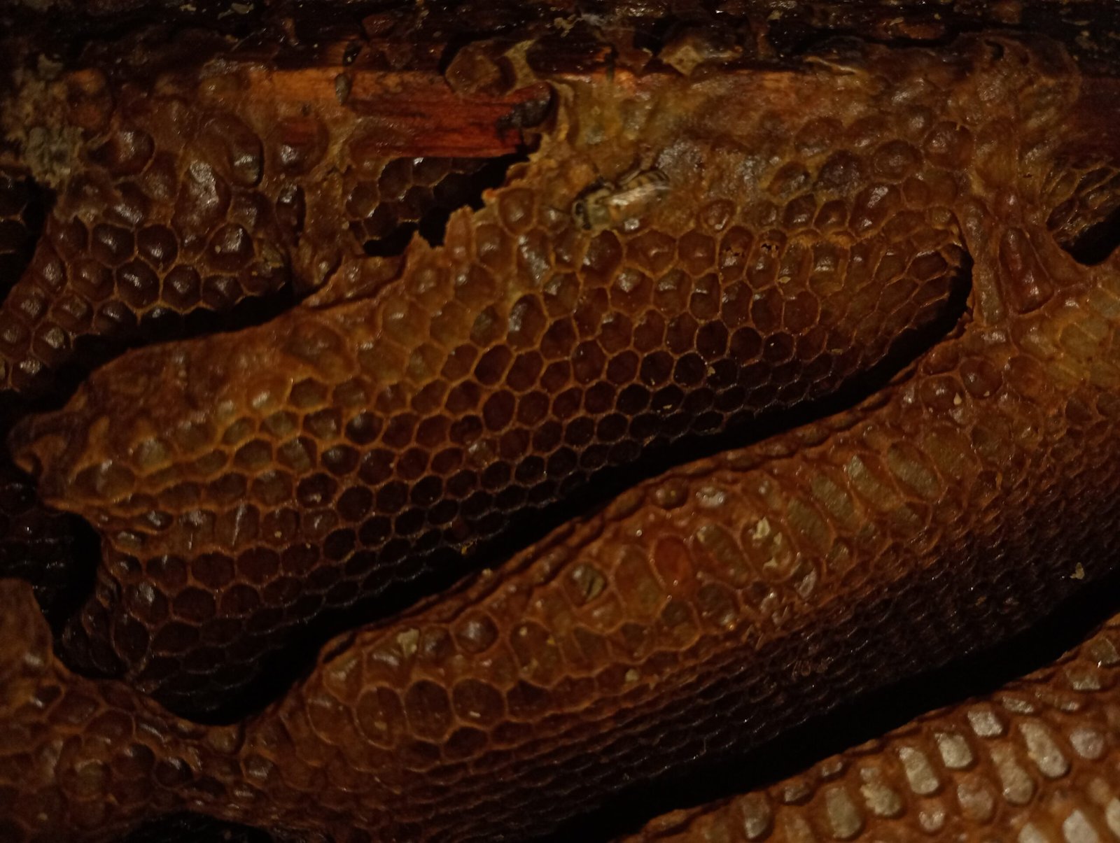 Miel de Abeja en Panal - Image 2