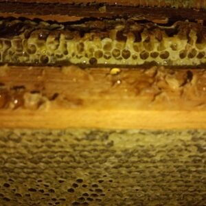 Miel de Abeja 100% Natural - envase 1 lt