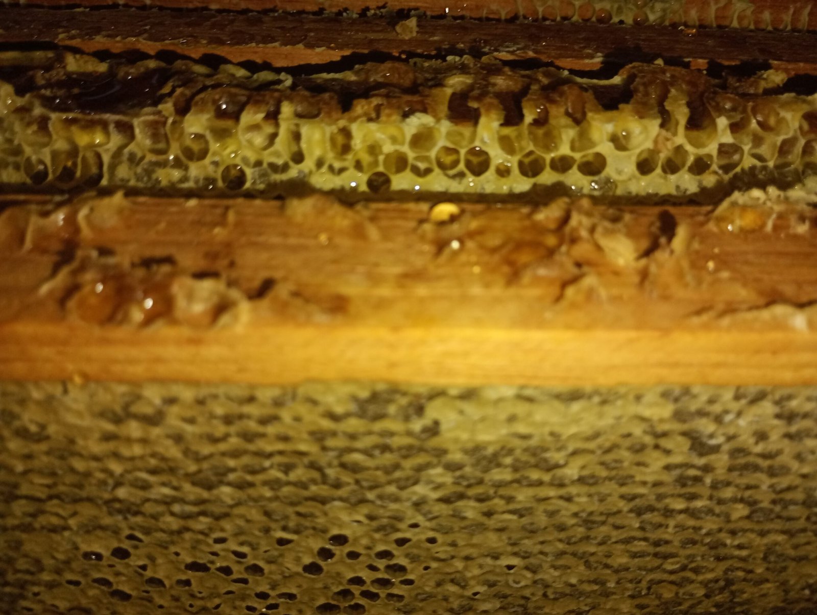 Miel de Abeja 100% Natural - envase 1 lt