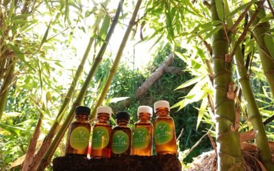 El escudo de tu templo: Cómo el Aceite de Orégano purifica y tensa tu piel