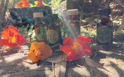 Raíces fuertes y memoria viva: El alivio profundo del Aceite de Romero